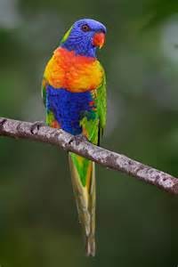 lorikeets